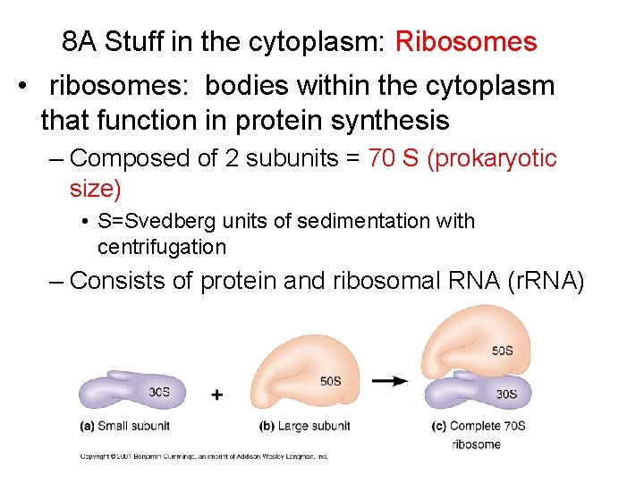 8 A Stuff in the cytoplasm: Ribosomes • ribosomes: bodies within the cytoplasm that