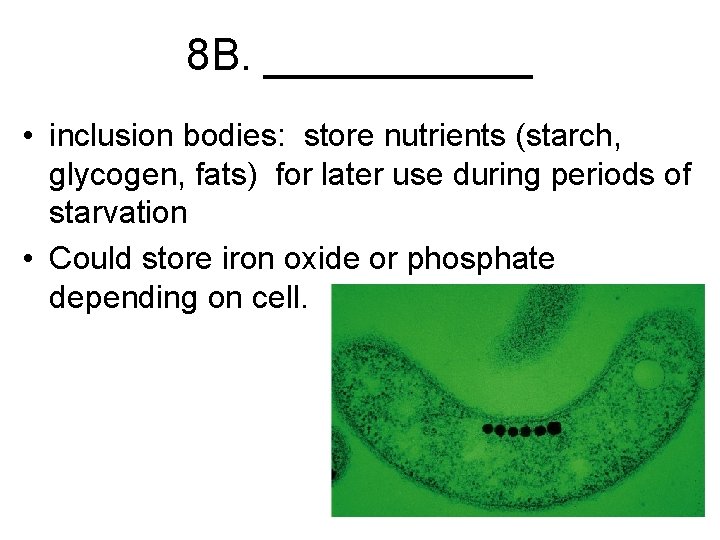 8 B. ______ • inclusion bodies: store nutrients (starch, glycogen, fats) for later use