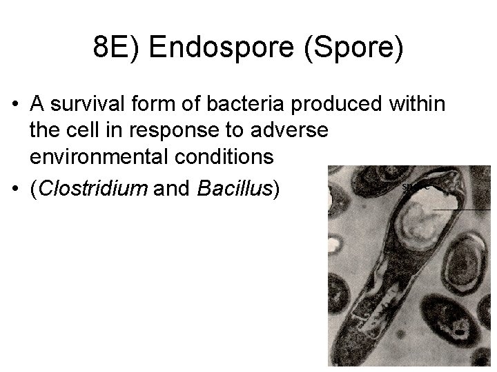 8 E) Endospore (Spore) • A survival form of bacteria produced within the cell