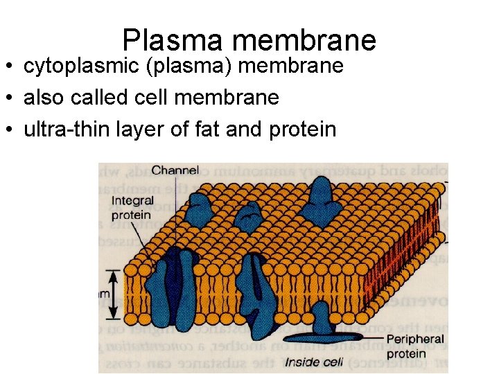 Plasma membrane • cytoplasmic (plasma) membrane • also called cell membrane • ultra-thin layer