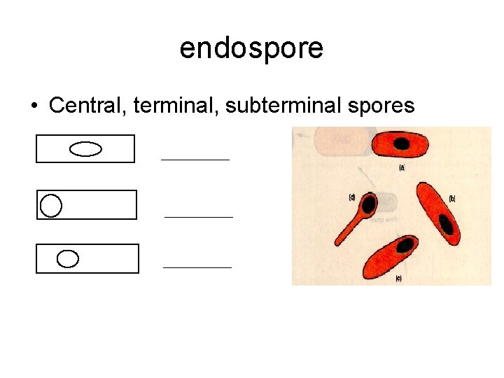 endospore • Central, terminal, subterminal spores ___________ 