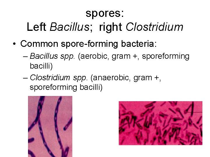 spores: Left Bacillus; right Clostridium • Common spore-forming bacteria: – Bacillus spp. (aerobic, gram