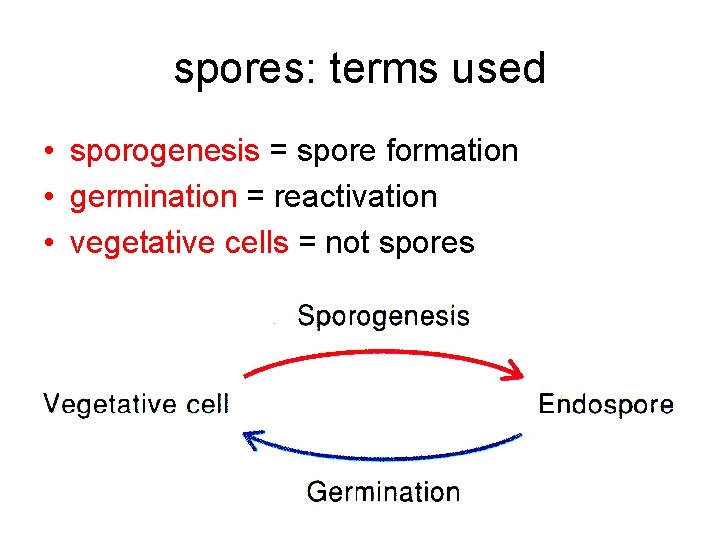 spores: terms used • sporogenesis = spore formation • germination = reactivation • vegetative
