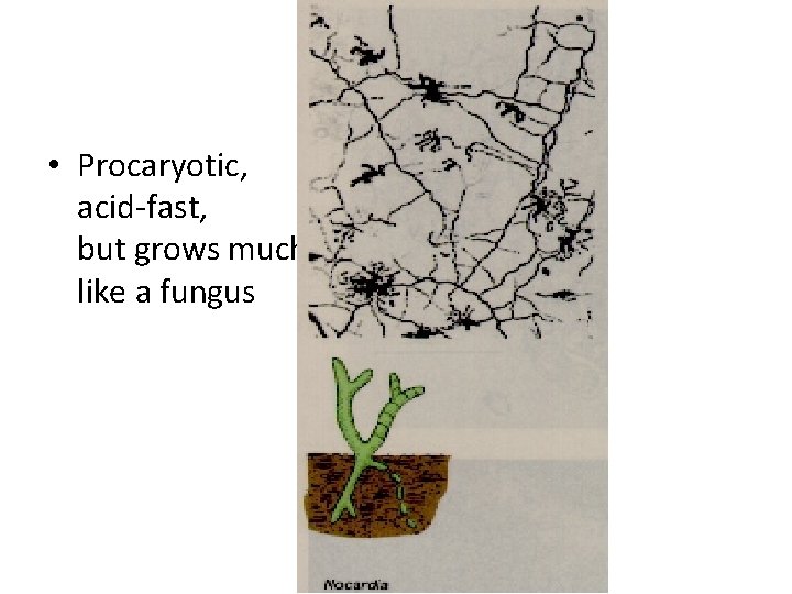 nocardia • Procaryotic, acid-fast, but grows much like a fungus 