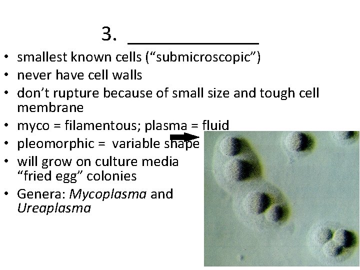 3. ______ • smallest known cells (“submicroscopic”) • never have cell walls • don’t