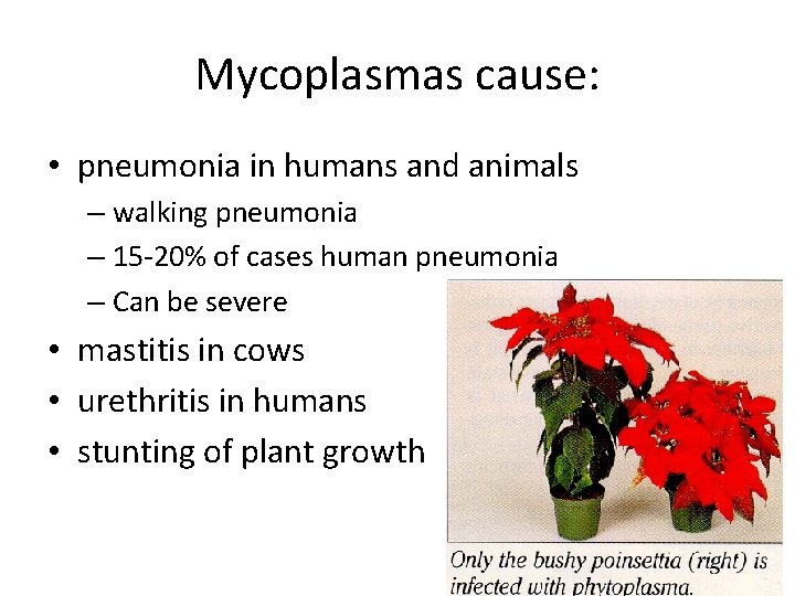 Mycoplasmas cause: • pneumonia in humans and animals – walking pneumonia – 15 -20%
