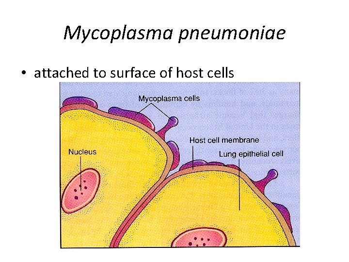 Mycoplasma pneumoniae • attached to surface of host cells 