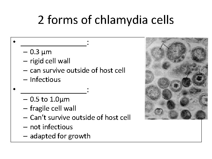 2 forms of chlamydia cells • ________: – 0. 3 µm – rigid cell
