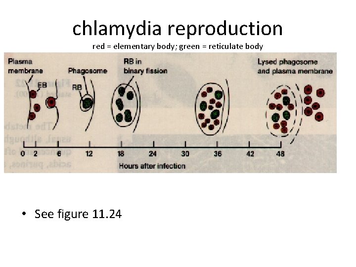 chlamydia reproduction red = elementary body; green = reticulate body • entering reproducing •