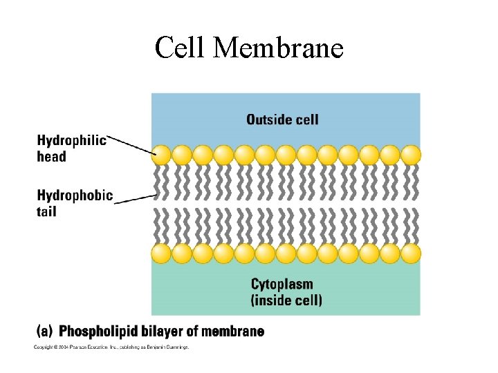 Cell Membrane 