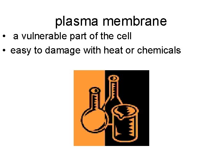 plasma membrane • a vulnerable part of the cell • easy to damage with