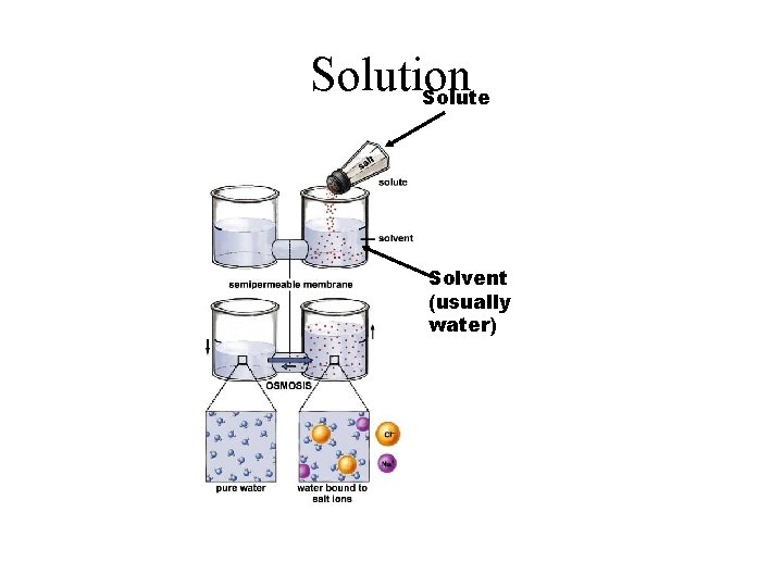 Solution Solute Solvent (usually water) 