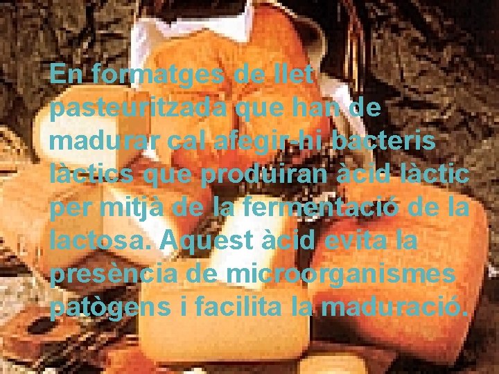 En formatges de llet pasteuritzada que han de madurar cal afegir-hi bacteris làctics que