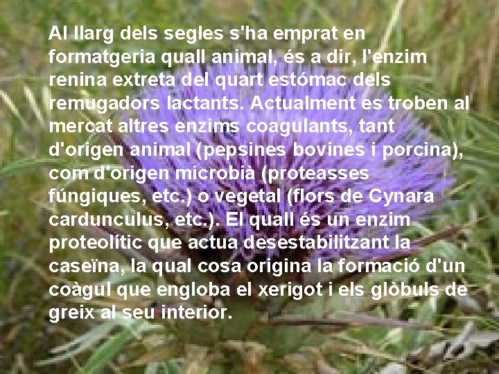 Al llarg dels segles s'ha emprat en formatgeria quall animal, és a dir, l'enzim