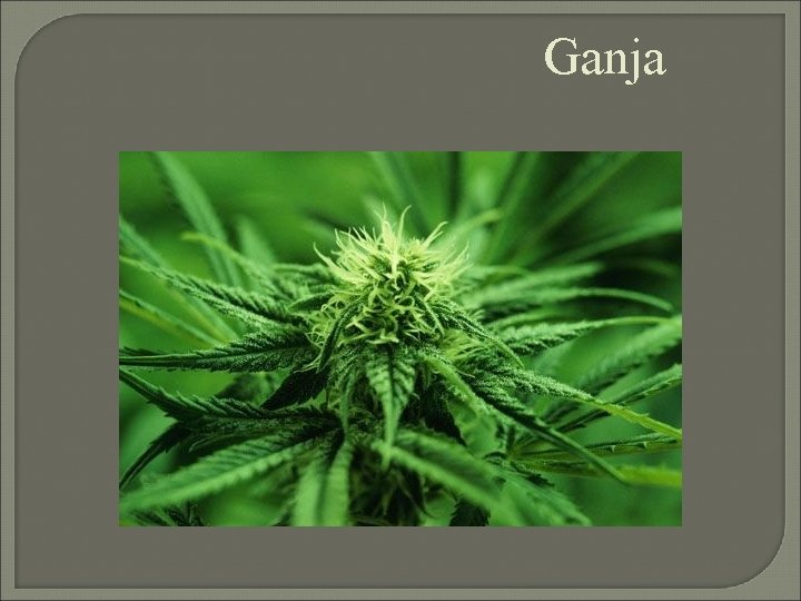 Ganja 