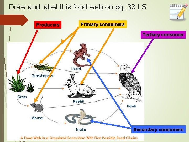 Draw and label this food web on pg. 33 LS Producers Primary consumers Tertiary