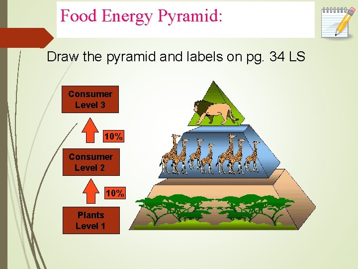 Food Energy Pyramid: Draw the pyramid and labels on pg. 34 LS Consumer Level