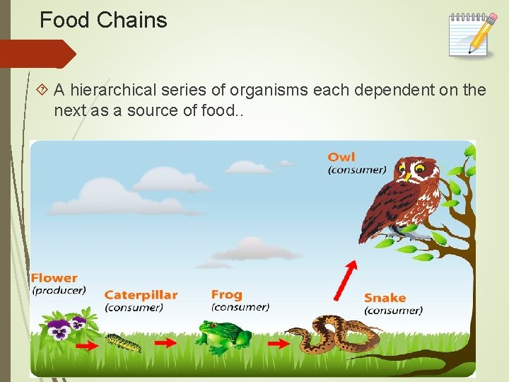 Food Chains A hierarchical series of organisms each dependent on the next as a
