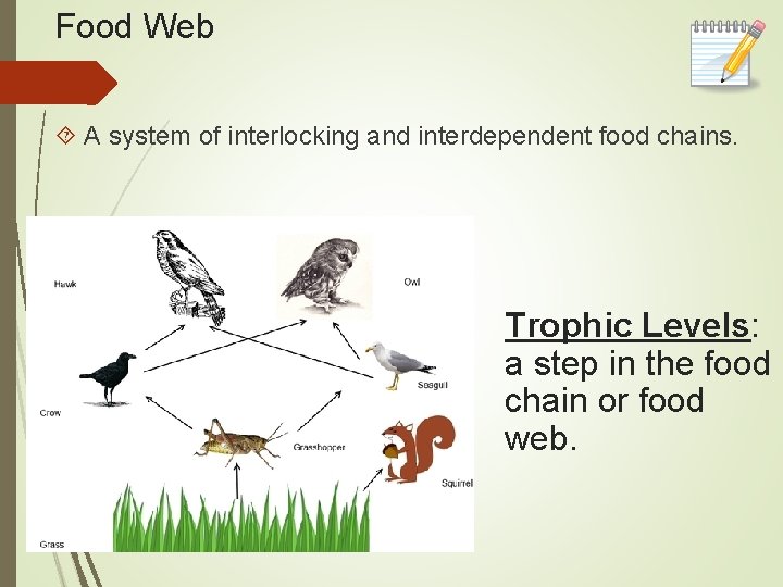 Food Web A system of interlocking and interdependent food chains. Trophic Levels: a step