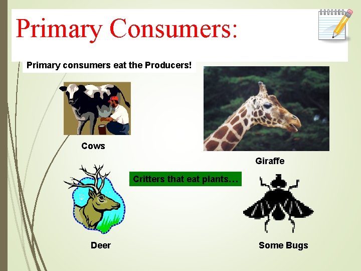 Primary Consumers: Primary consumers eat the Producers! Cows Giraffe Critters that eat plants… Deer