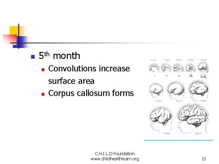 n 5 th month n n Convolutions increase surface area Corpus callosum forms C.