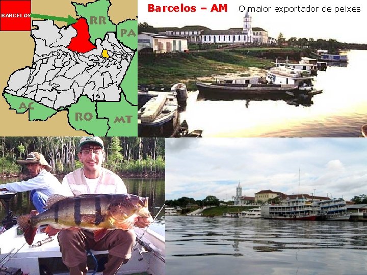 BARCELOS Barcelos – AM O maior exportador de peixes 