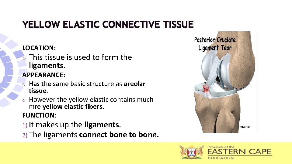 YELLOW ELASTIC CONNECTIVE TISSUE LOCATION: o This tissue is used to form the ligaments. YELLOW ELASTIC CONNECTIVE TISSUE LOCATION: o This tissue is used to form the ligaments.
