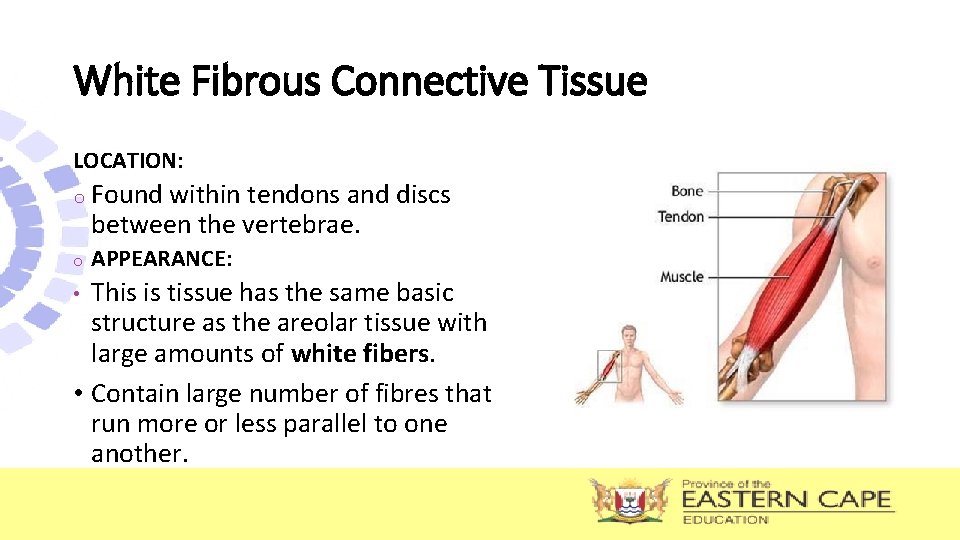 White Fibrous Connective Tissue LOCATION: o Found within tendons and discs between the vertebrae. White Fibrous Connective Tissue LOCATION: o Found within tendons and discs between the vertebrae.