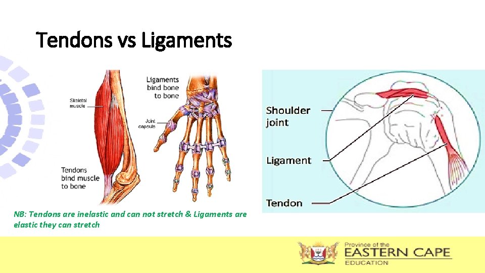 Tendons vs Ligaments NB: Tendons are inelastic and can not stretch & Ligaments are Tendons vs Ligaments NB: Tendons are inelastic and can not stretch & Ligaments are