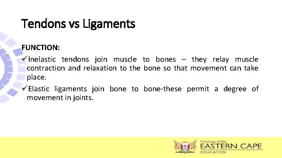 Tendons vs Ligaments FUNCTION: üInelastic tendons join muscle to bones – they relay muscle Tendons vs Ligaments FUNCTION: üInelastic tendons join muscle to bones – they relay muscle