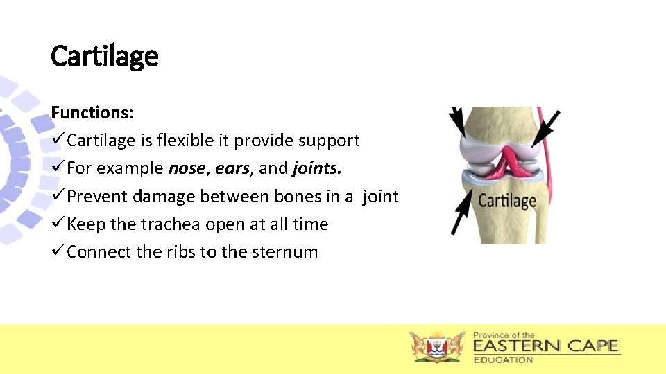 Cartilage Functions: üCartilage is flexible it provide support üFor example nose, ears, and joints. Cartilage Functions: üCartilage is flexible it provide support üFor example nose, ears, and joints.