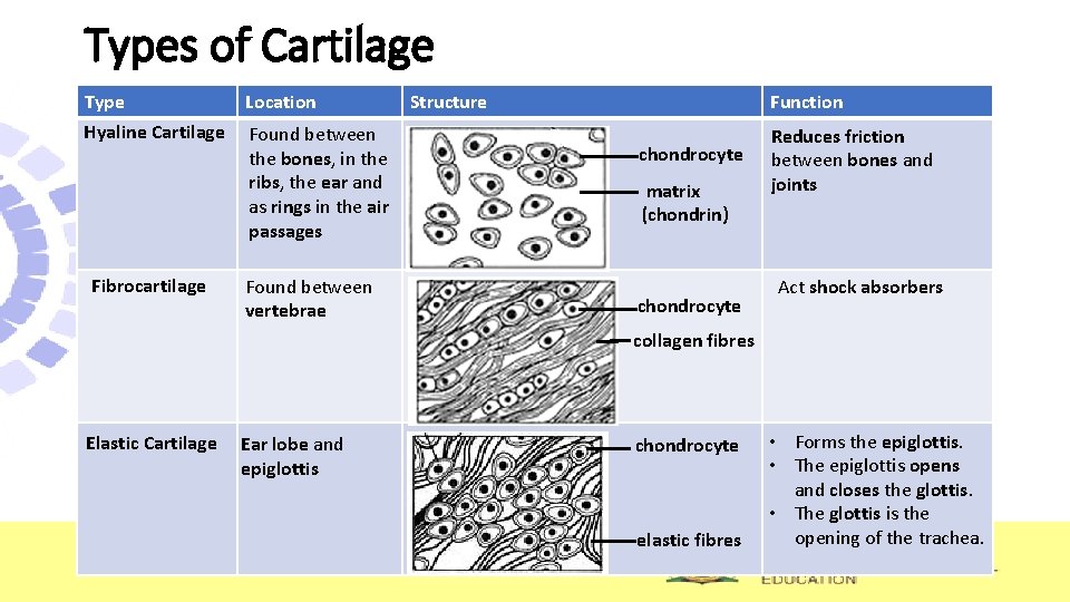 Types of Cartilage Type Location Hyaline Cartilage Found between the bones, in the ribs, Types of Cartilage Type Location Hyaline Cartilage Found between the bones, in the ribs,