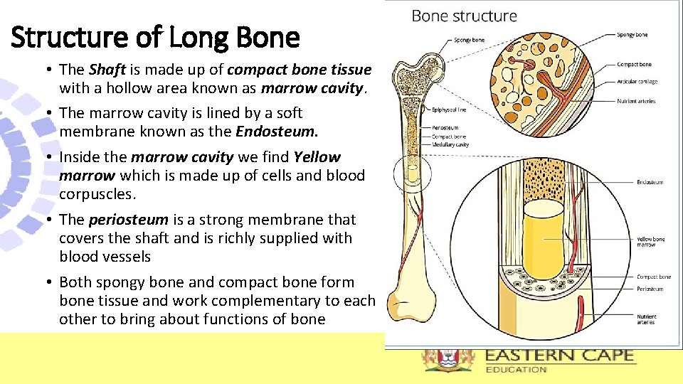 Structure of Long Bone • The Shaft is made up of compact bone tissue Structure of Long Bone • The Shaft is made up of compact bone tissue