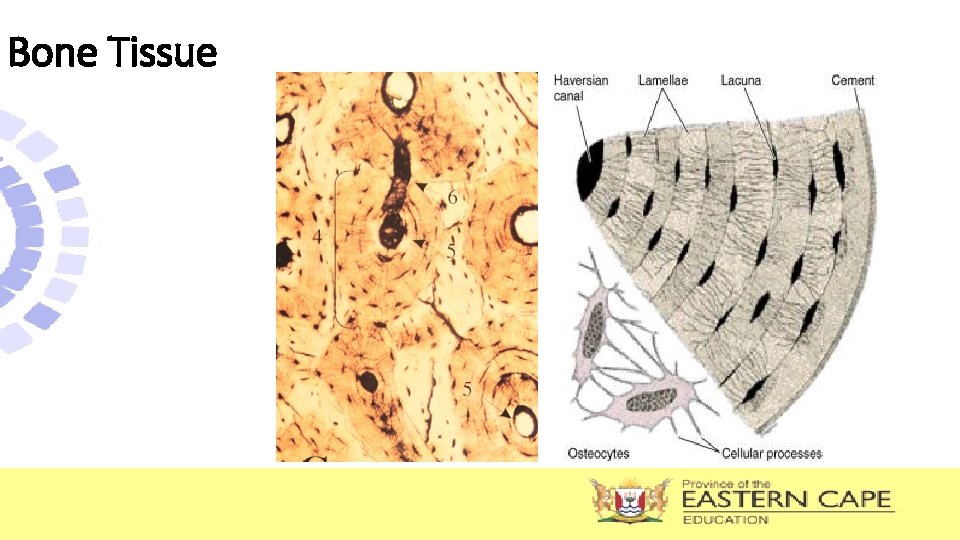 Bone Tissue Bone Tissue