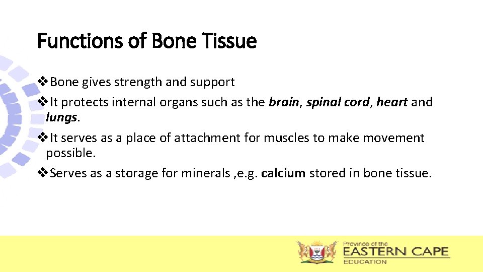 Functions of Bone Tissue v. Bone gives strength and support v. It protects internal Functions of Bone Tissue v. Bone gives strength and support v. It protects internal