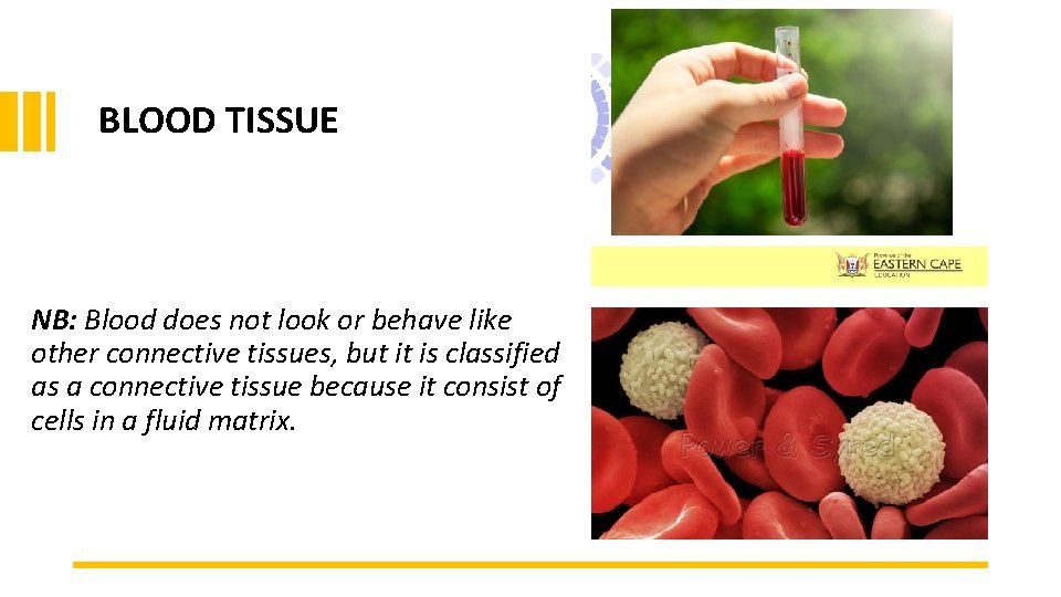 BLOOD TISSUE NB: Blood does not look or behave like other connective tissues, but BLOOD TISSUE NB: Blood does not look or behave like other connective tissues, but