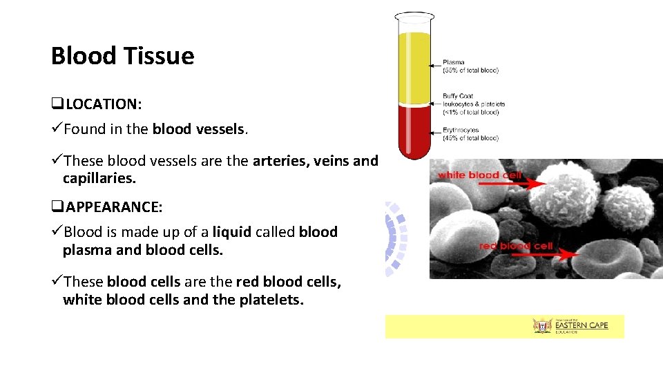 Blood Tissue q. LOCATION: üFound in the blood vessels. üThese blood vessels are the Blood Tissue q. LOCATION: üFound in the blood vessels. üThese blood vessels are the
