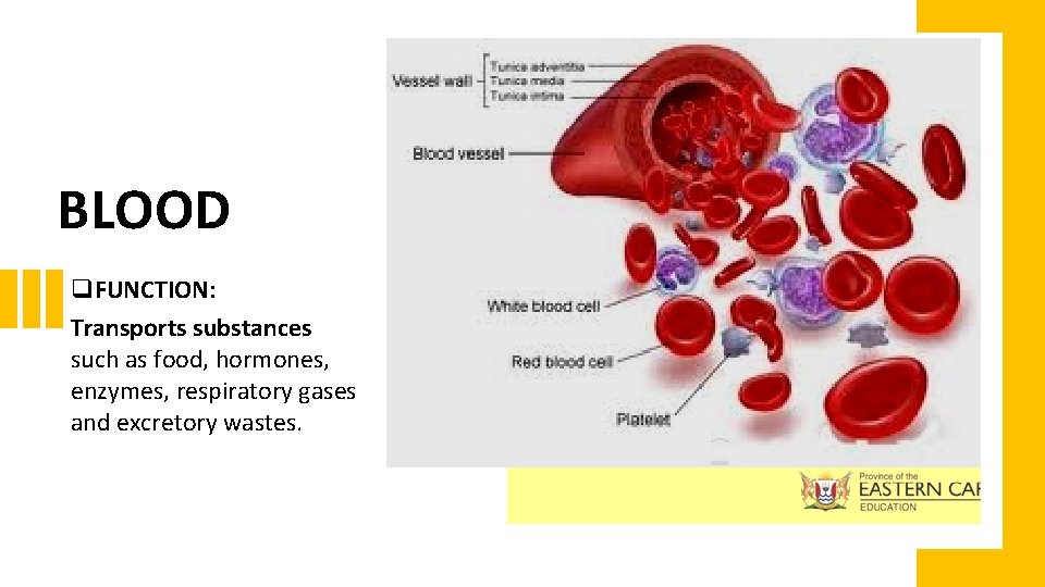 BLOOD q. FUNCTION: Transports substances such as food, hormones, enzymes, respiratory gases and excretory BLOOD q. FUNCTION: Transports substances such as food, hormones, enzymes, respiratory gases and excretory