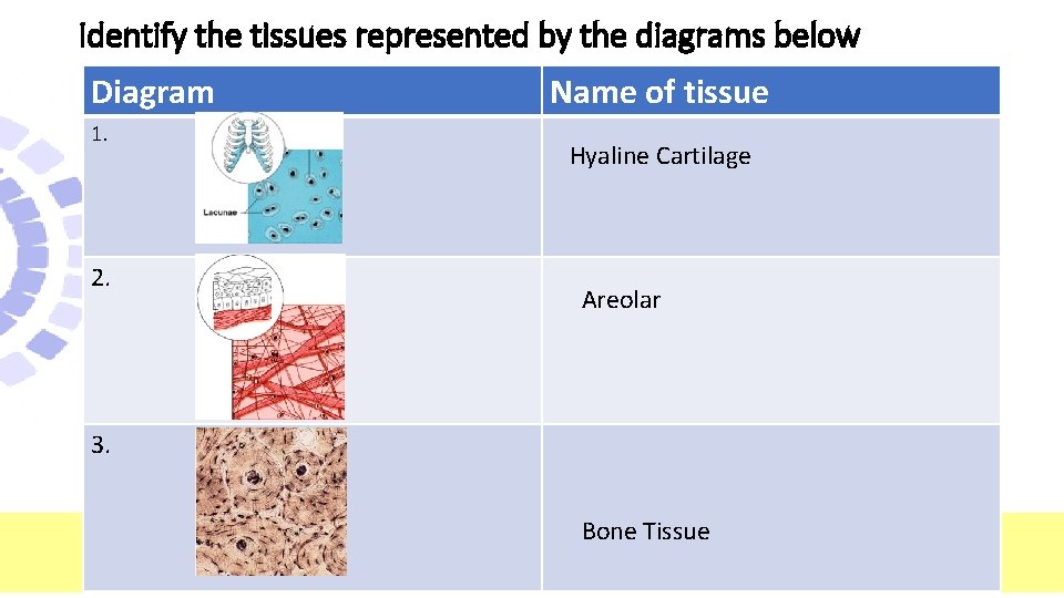 Identify the tissues represented by the diagrams below Diagram 1. 2. Name of tissue Identify the tissues represented by the diagrams below Diagram 1. 2. Name of tissue