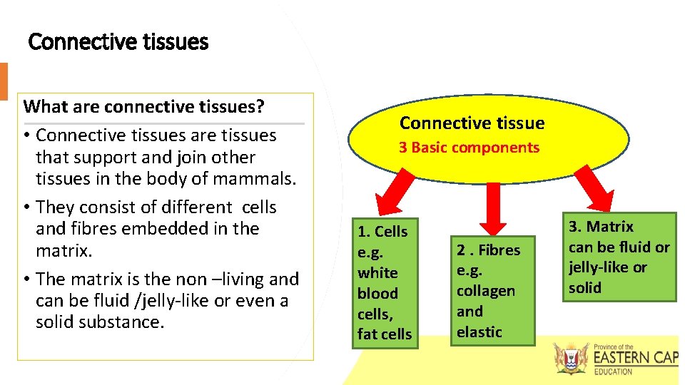Connective tissues What are connective tissues? • Connective tissues are tissues that support and Connective tissues What are connective tissues? • Connective tissues are tissues that support and