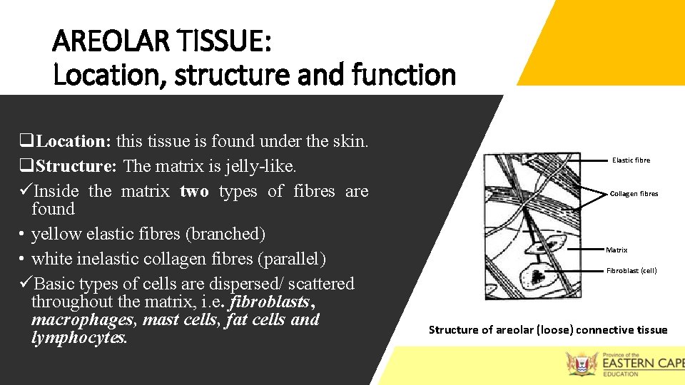 AREOLAR TISSUE: Location, structure and function q. Location: this tissue is found under the AREOLAR TISSUE: Location, structure and function q. Location: this tissue is found under the
