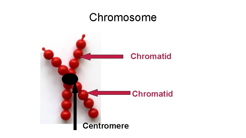 Chromosome Chromatid Centromere 