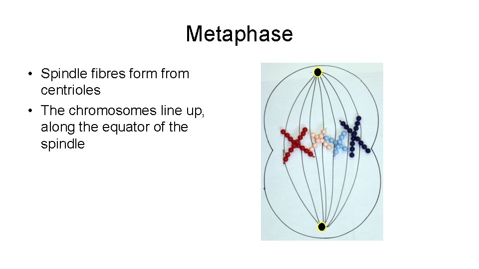 Metaphase • Spindle fibres form from centrioles • The chromosomes line up, along the