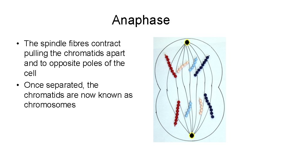 Anaphase • The spindle fibres contract pulling the chromatids apart and to opposite poles