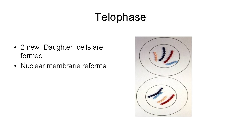Telophase • 2 new “Daughter” cells are formed • Nuclear membrane reforms 