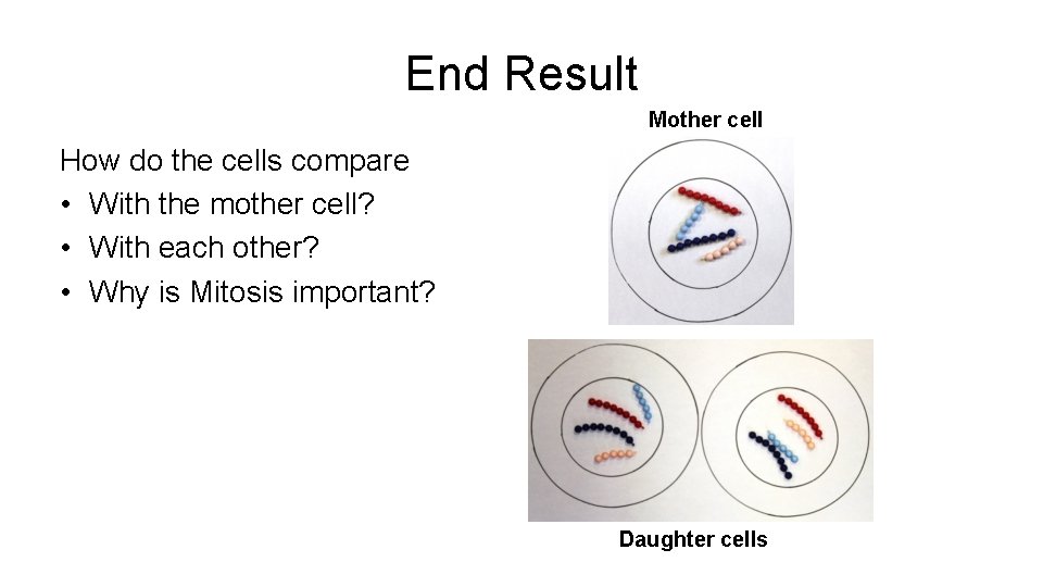 End Result Mother cell How do the cells compare • With the mother cell?