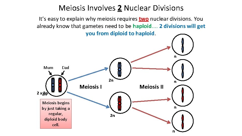 Meiosis Involves 2 Nuclear Divisions It’s easy to explain why meiosis requires two nuclear