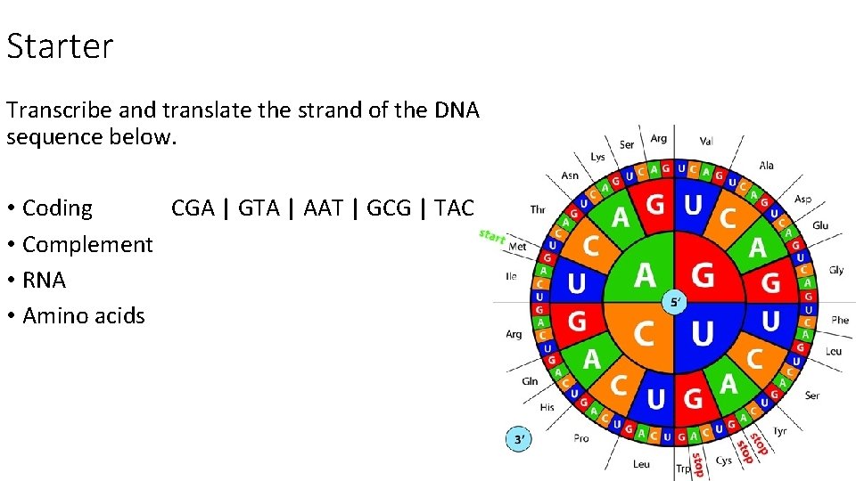Starter Transcribe and translate the strand of the DNA sequence below. • Coding CGA