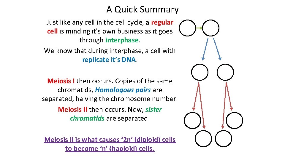 A Quick Summary Just like any cell in the cell cycle, a regular cell