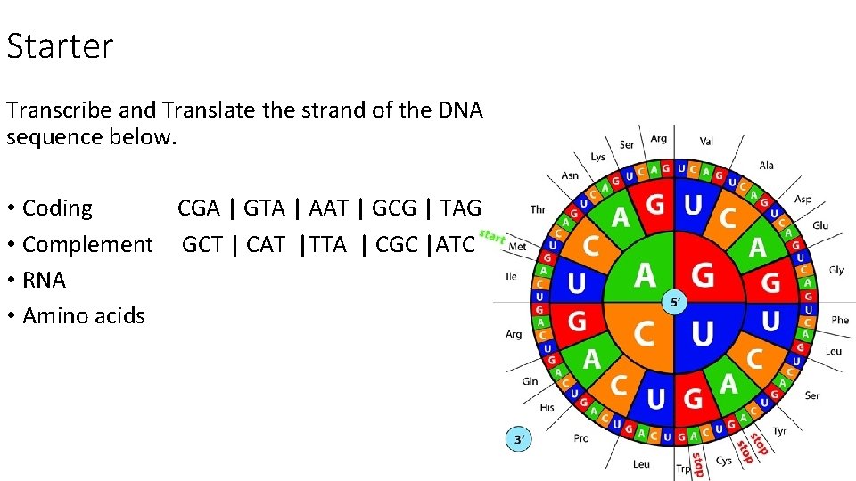 Starter Transcribe and Translate the strand of the DNA sequence below. • Coding CGA